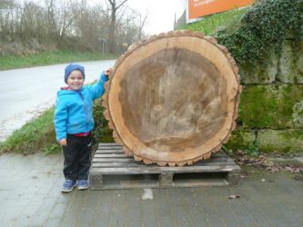 Baumscheibe aus Pappel